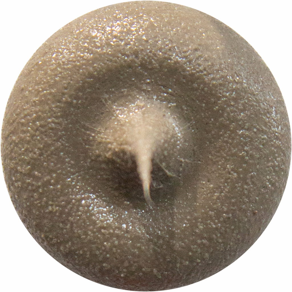 anemone, nudibranch?, scallop?, brown pebble, hole?