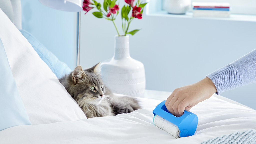 Kissen, Dekoration für Zuhause, Katze, Kätzchen, Haustier